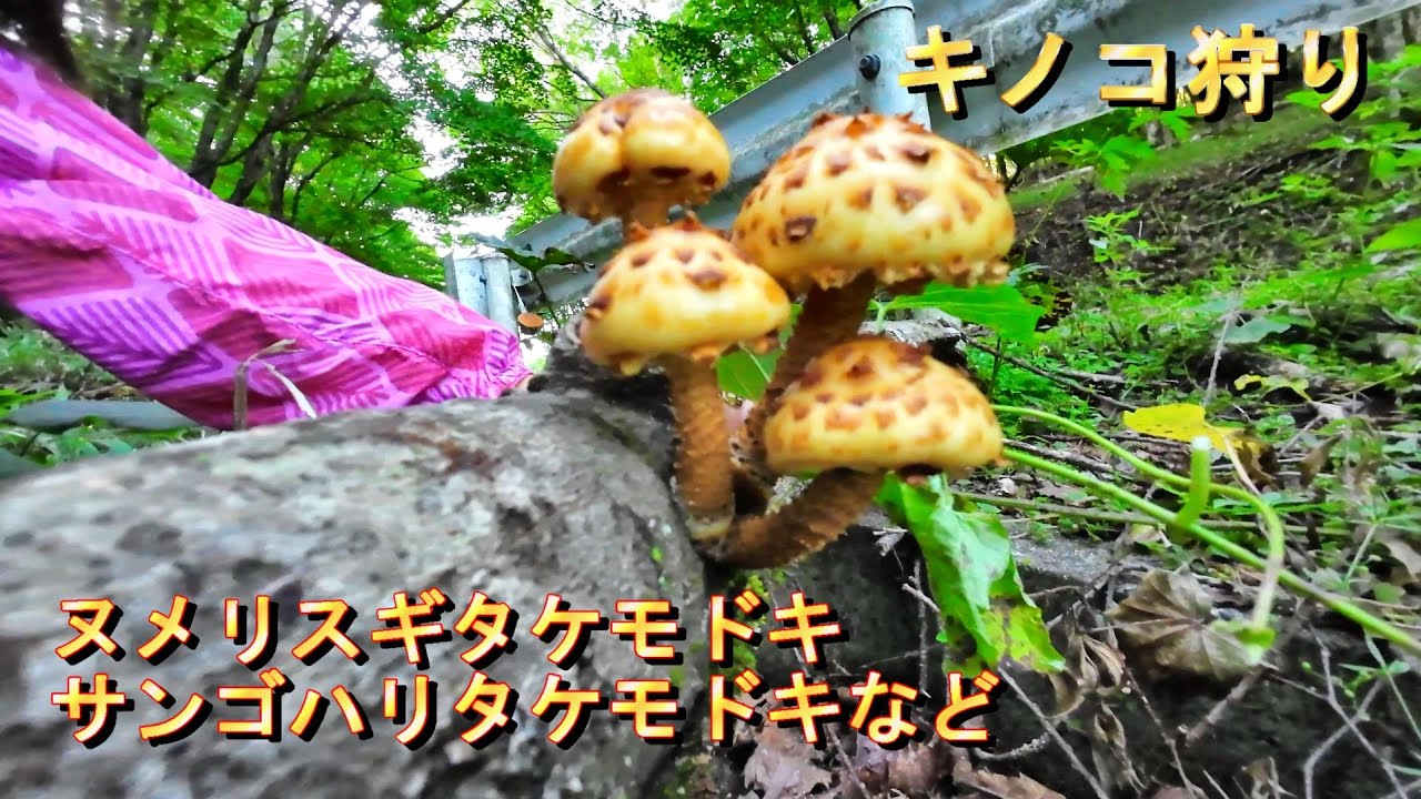 【家族でキノコ狩り】ヌメリスギタケモドキ・サンゴハリタケモドキなど