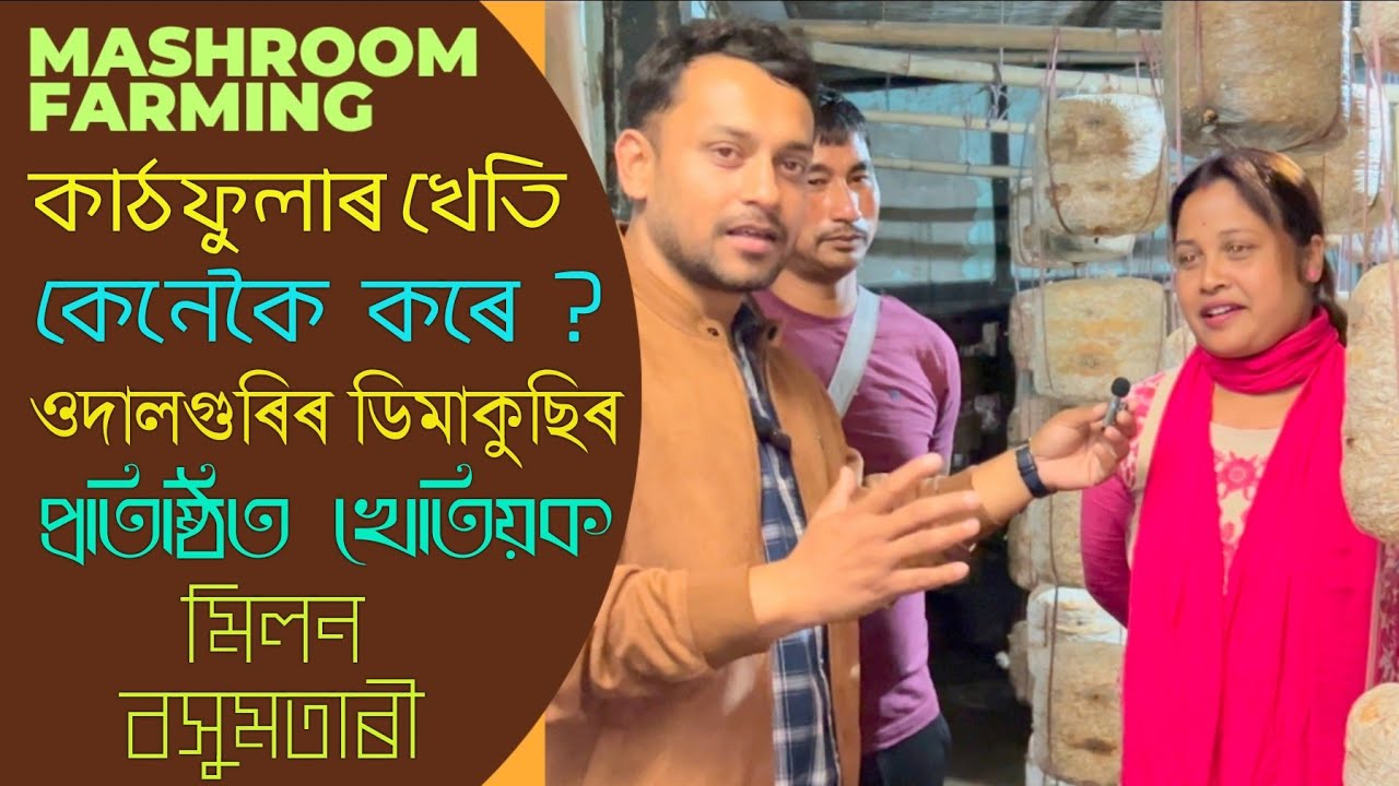 কাঠফুলা খেতি পদ্ধতি | কাঠফুলাৰ খেতি কেনেকৈ কৰে ? Mushroom Cultivation In Assam | Kathfula Kheti