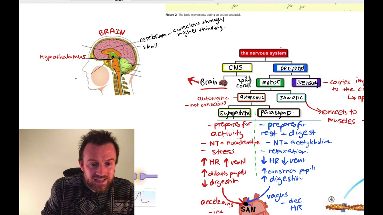 Nerves and Muscles Mindmap (OCR A Level Biology 5.3 and 5.5)