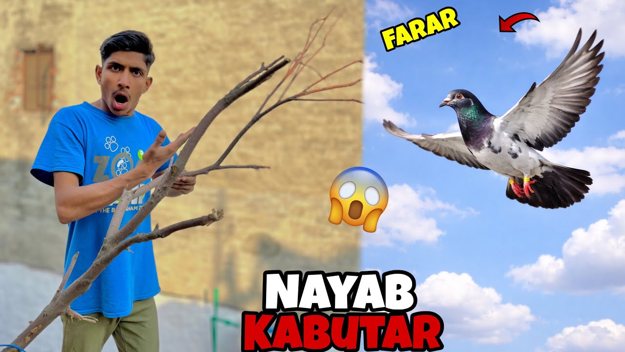 Bassi wala kabutar ud gaya |😰 bahut bada nuksan ||😭