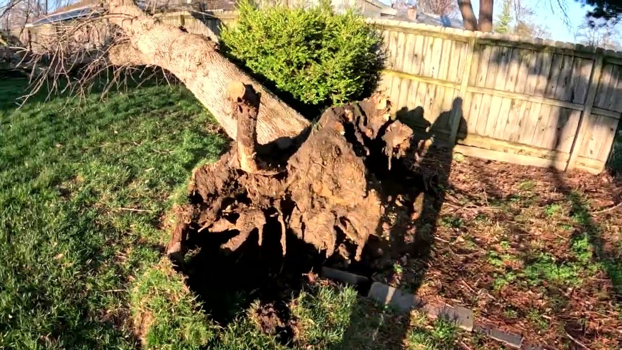 Storm damage Ash tree.