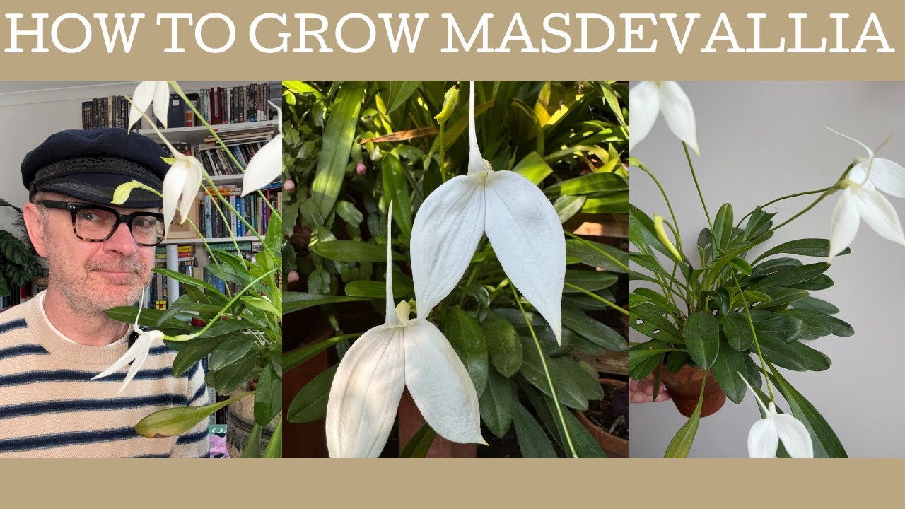 How to grow Masdevallia orchids