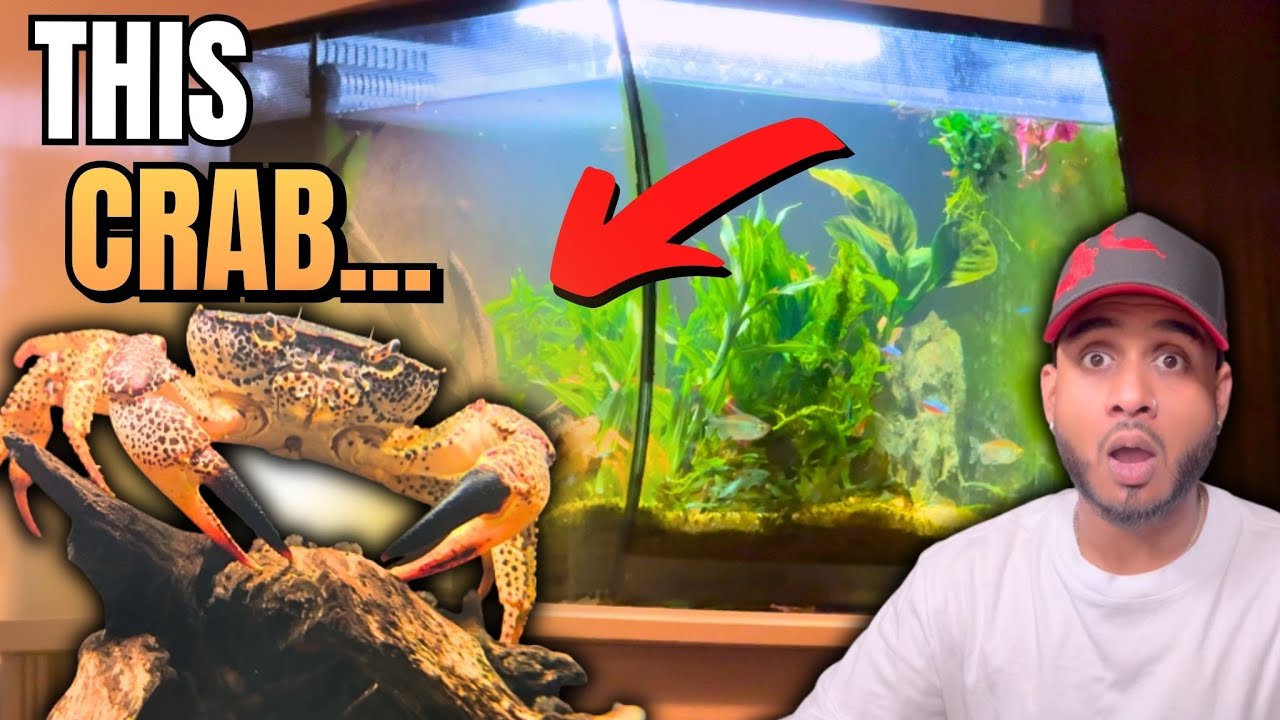 Я выпустил краба-пантеру в свой зелёный аквариум Fluval Flex!