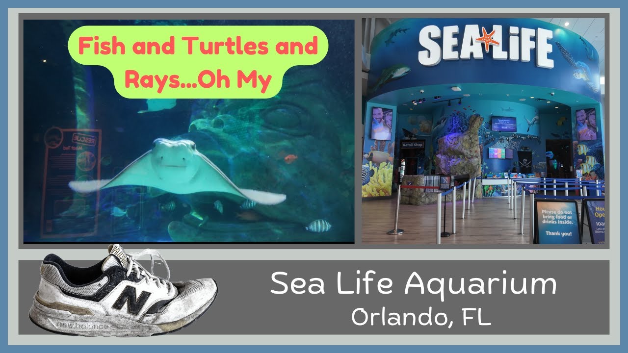 Sea Life Orlando Aquarium Walk with Ambient Sounds 4K Ultra-HD
