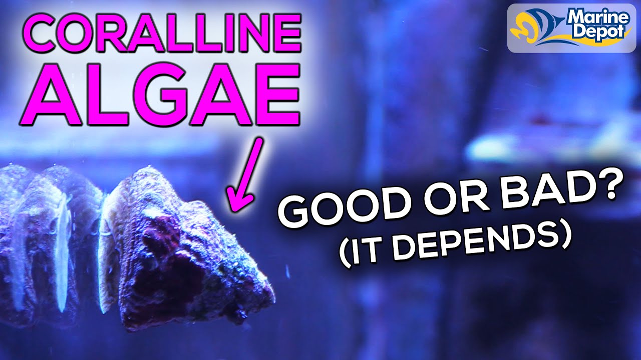 How To Grow Coralline Algae In Your Aquarium | Where You Do and Don't Want It In Your Reef Tank
