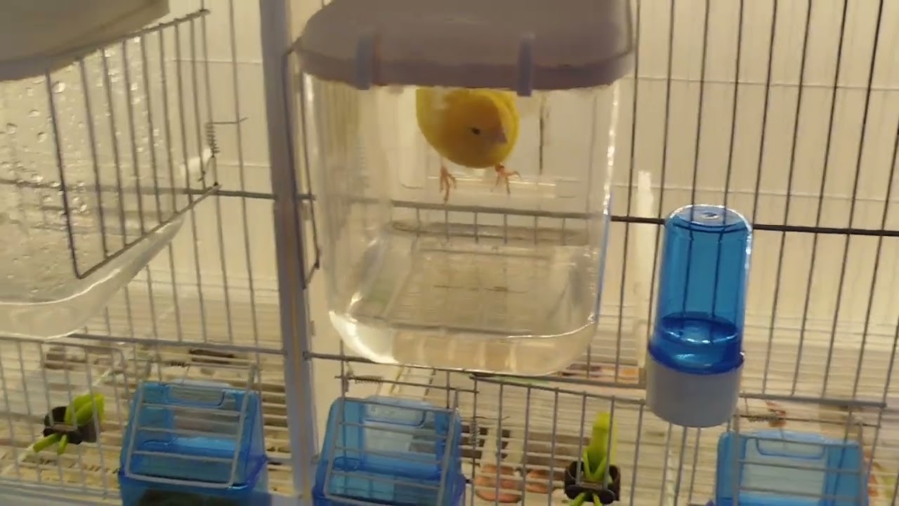 Vidéo 24 la mue terminé et suivi d'élevage
