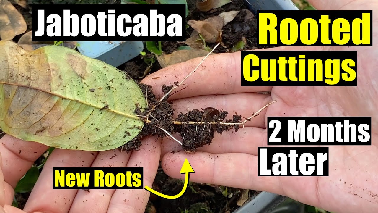 Rooted Jaboticaba Cuttings Update 2 Months Later