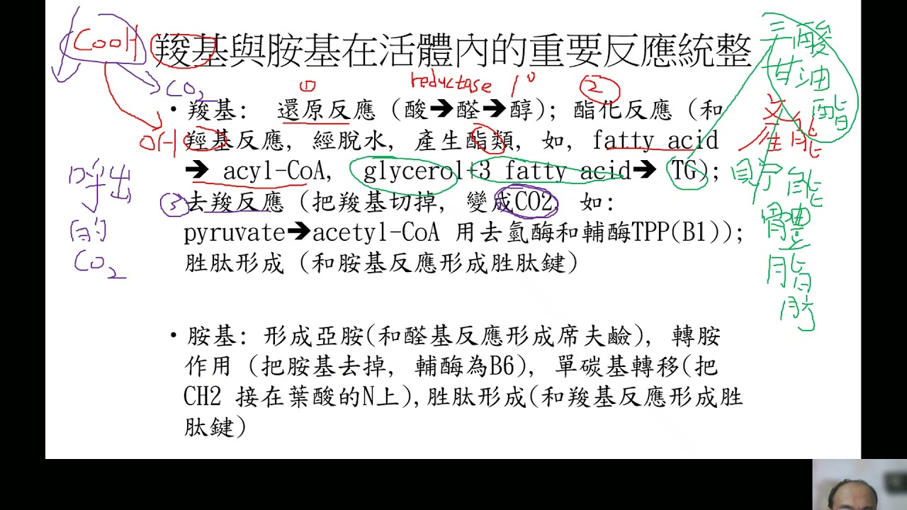 有機化學及實驗 羧基與胺基活體內反應統整與胺基酸重點