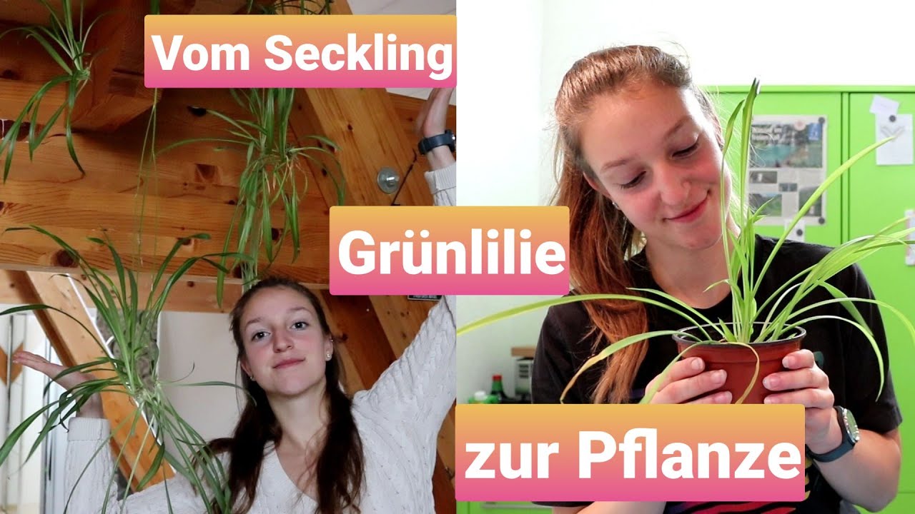 Die wohl einfachste Pflanze: Grünlilie ganz einfach vermehren🌱🌱