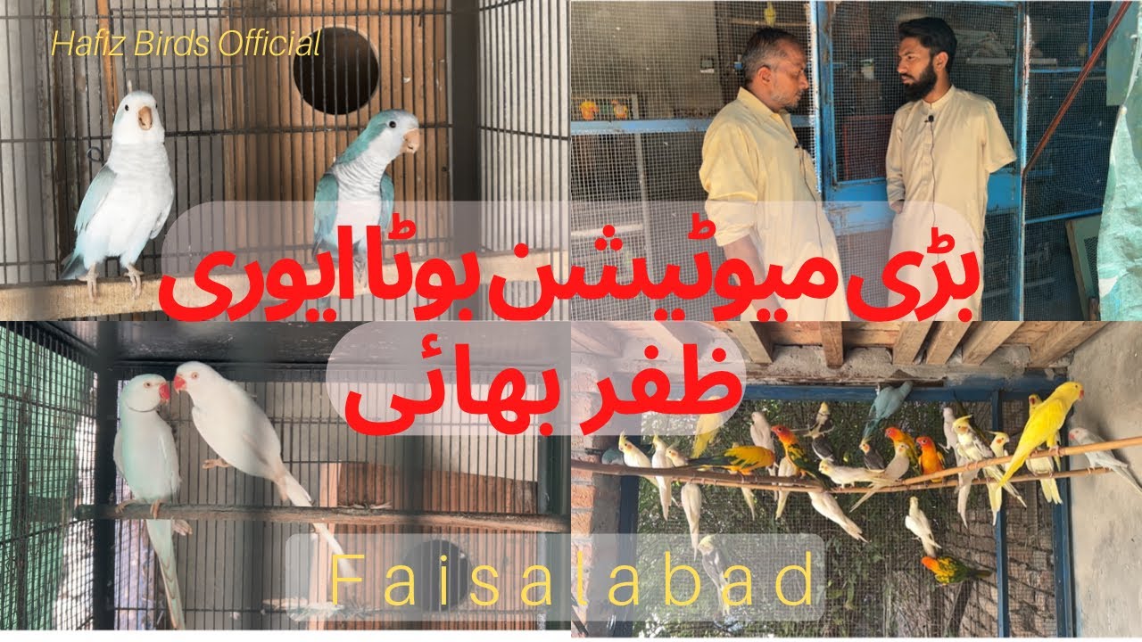 Big Mutations Faisalabad |بوٹا ایوری|Raw|Ringneck|White|Yellow|Green|Cockatail|Sun conure...