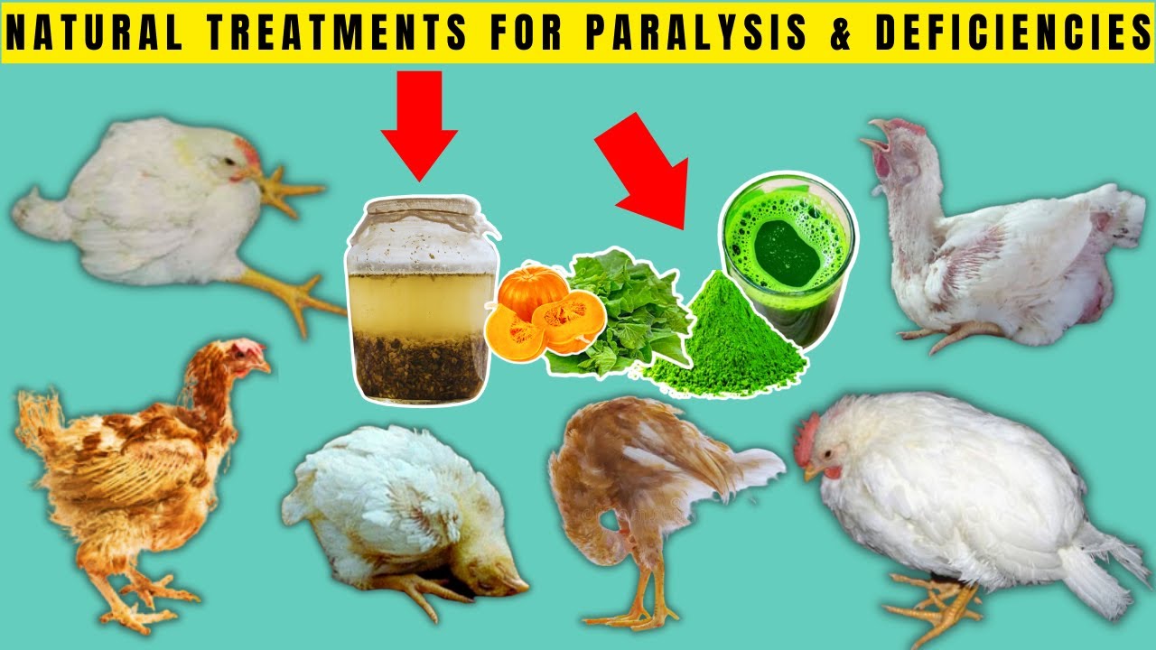 TREAT PARALYSIS | POOR GROWTH & BOOST IMMUNITY Using These ORGANIC MULTIVITAMIN SUPPLEMENTS