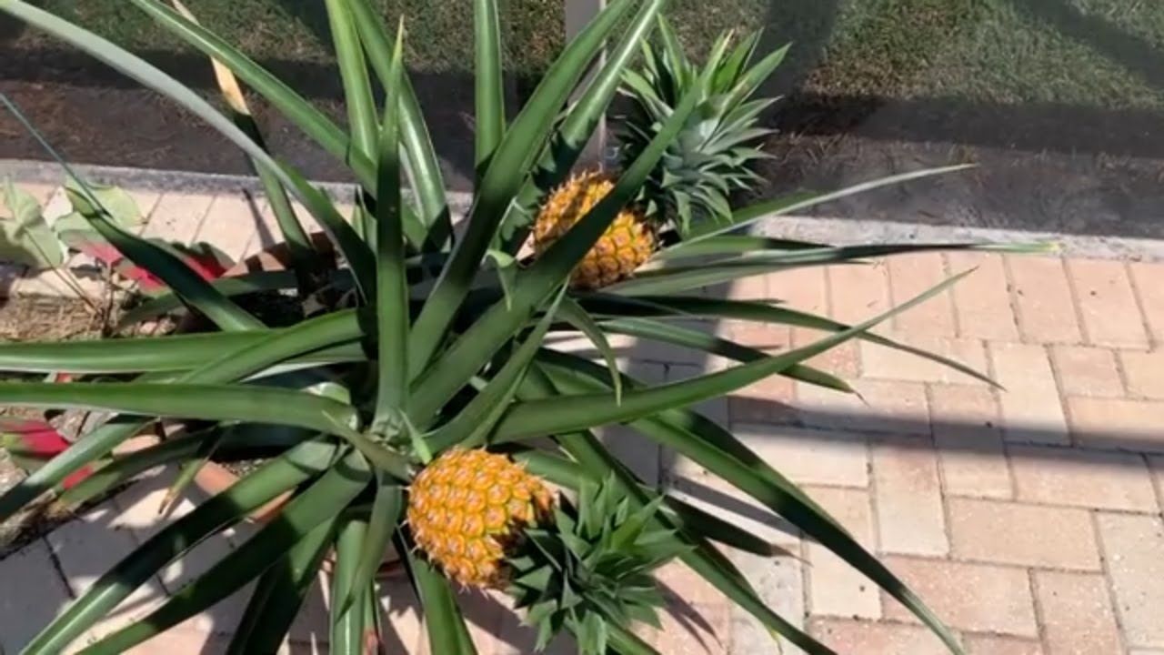 How To Grow Pineapples At Home