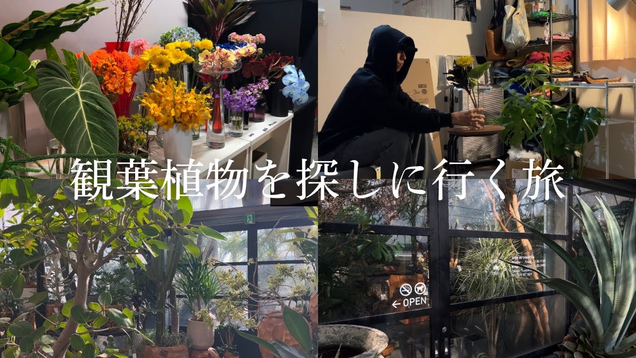 部屋を森にしたいから観葉植物とお花を買いに行ってきた