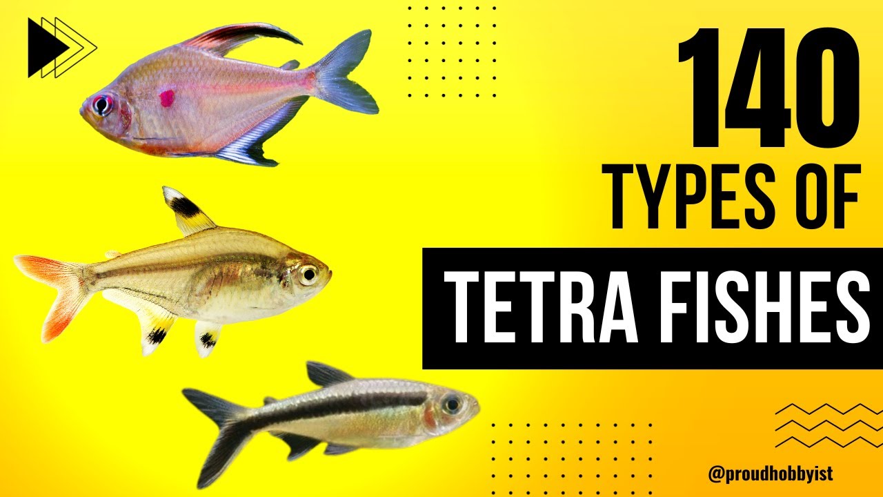 140 Types of Tetra Fishes | Tetra Fish Varieties | Types of Tetra Fishes | Proud Hobbyist