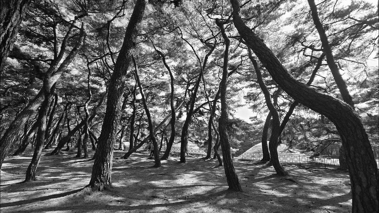 나의 경주