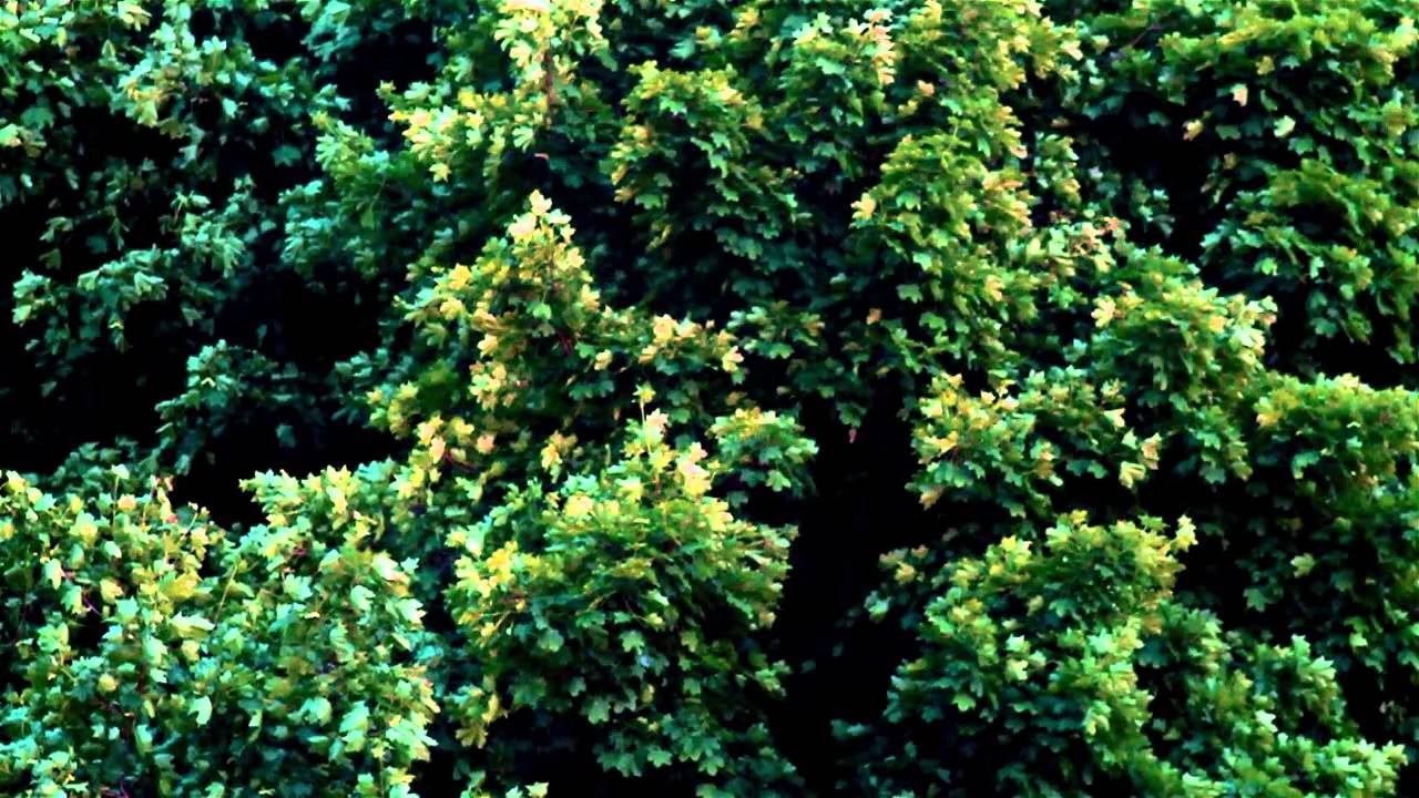 „Liście” (Leaves), 2013