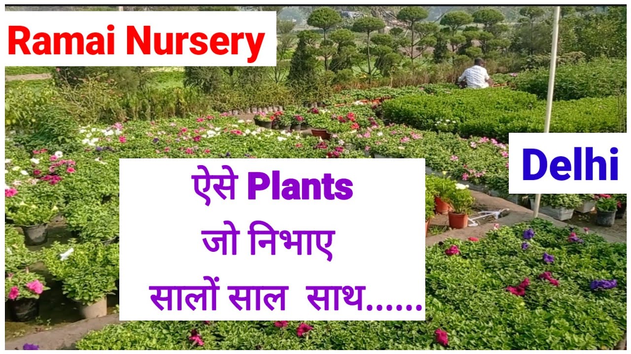 Permanent Plants || Ramai Nursery In Delhi||#youtube #plantnurseryvisit 