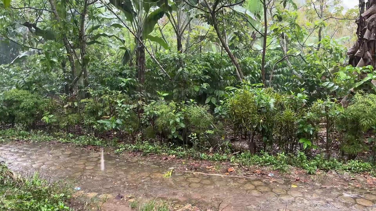 ASMR AZAHRA  Live Stream