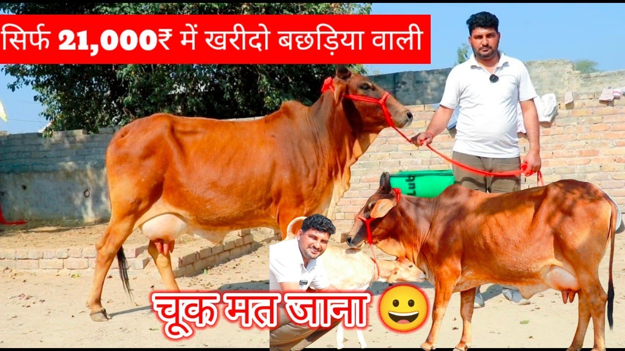 21000₹ में 👌 खरीदो बछड़ियों वाली गाय सभी के साथ बछड़ी 🥰 दूध खुद नाप कर दूंगा 🌟 छोटी छोटी कीमत में 🎁