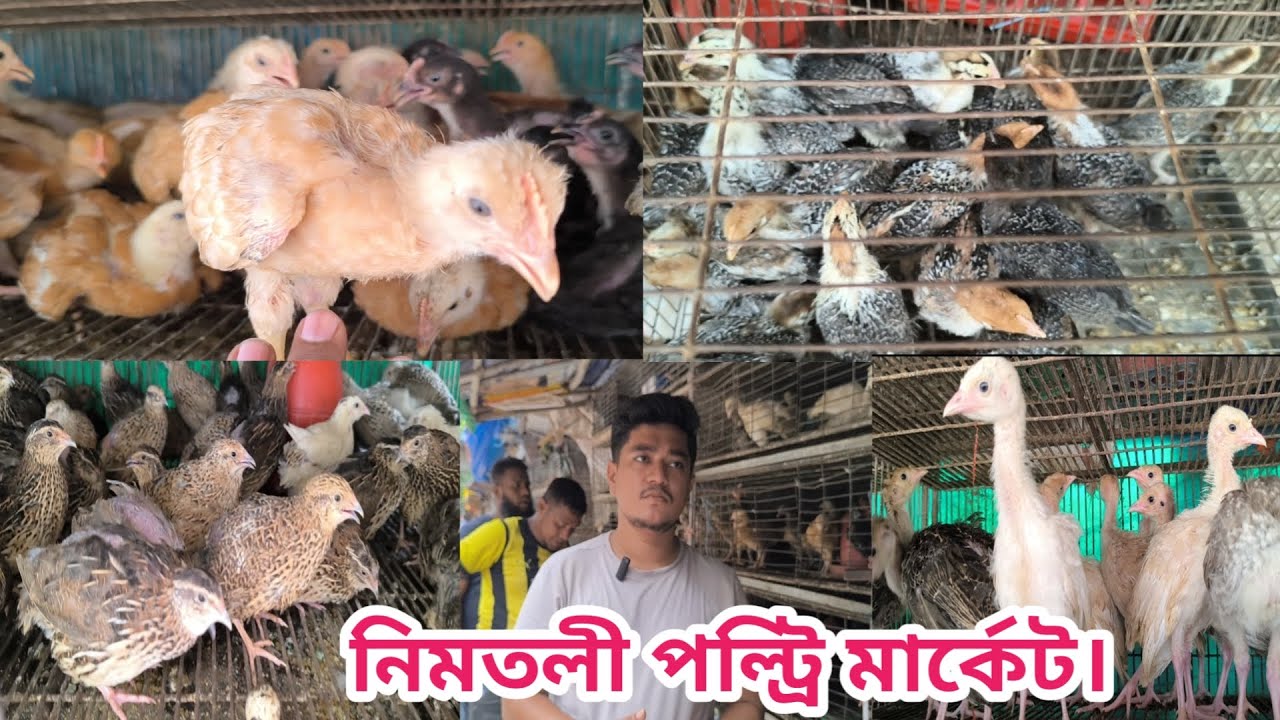 13 ঢাকার বৃহত্তম মুরগি এবং হাঁসের বাচ্চা কোয়েল পাখির  পাইকারী মার্কেট নিমতলি। Shomi Agro & Vlog