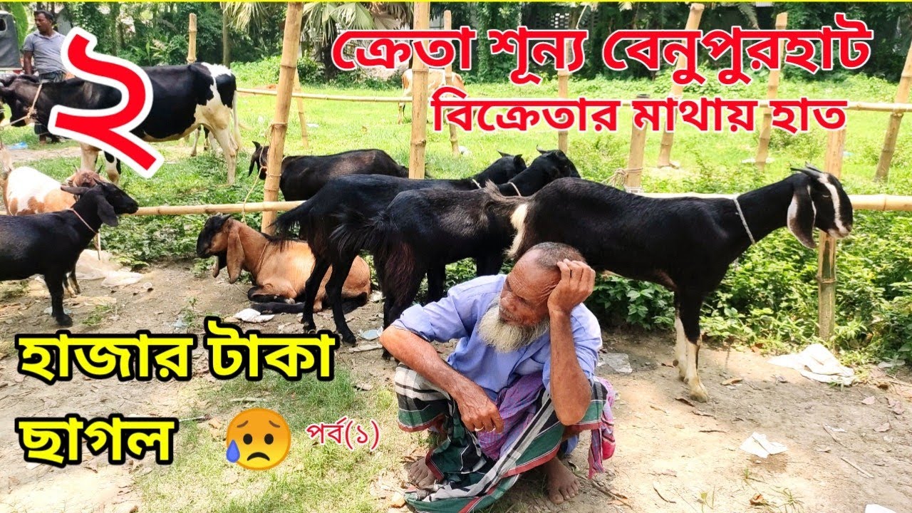 ক্রেতা শূন্য বেনুপুর হাট। বেপারীদের মাথায় হাত। হাটে ক্রেতার লকডাউন পড়েছে। হতাশায় বিক্রেতারা।