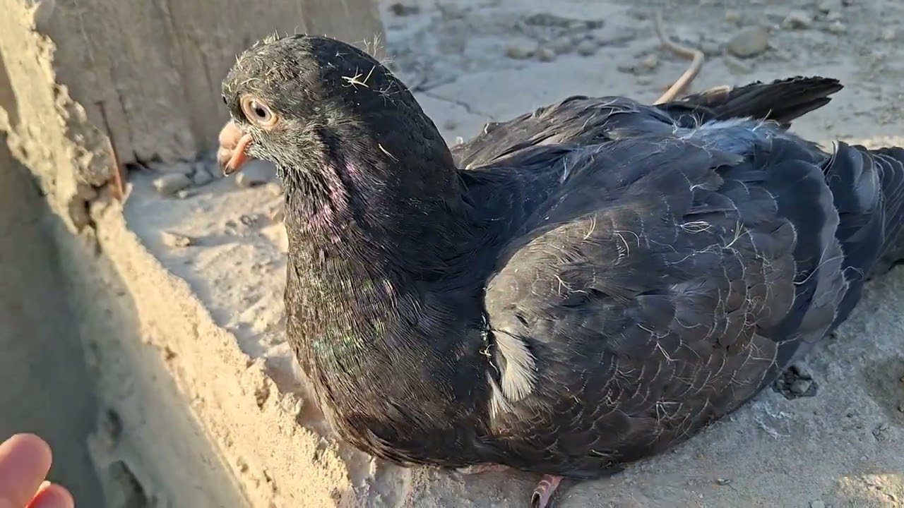 أفضل أنواع الحمام للتربية والإنتاج… اختار الصح من البداية 🐦🔥#تربية_الحمام#الحمام_اللاحم#حمام_روماني