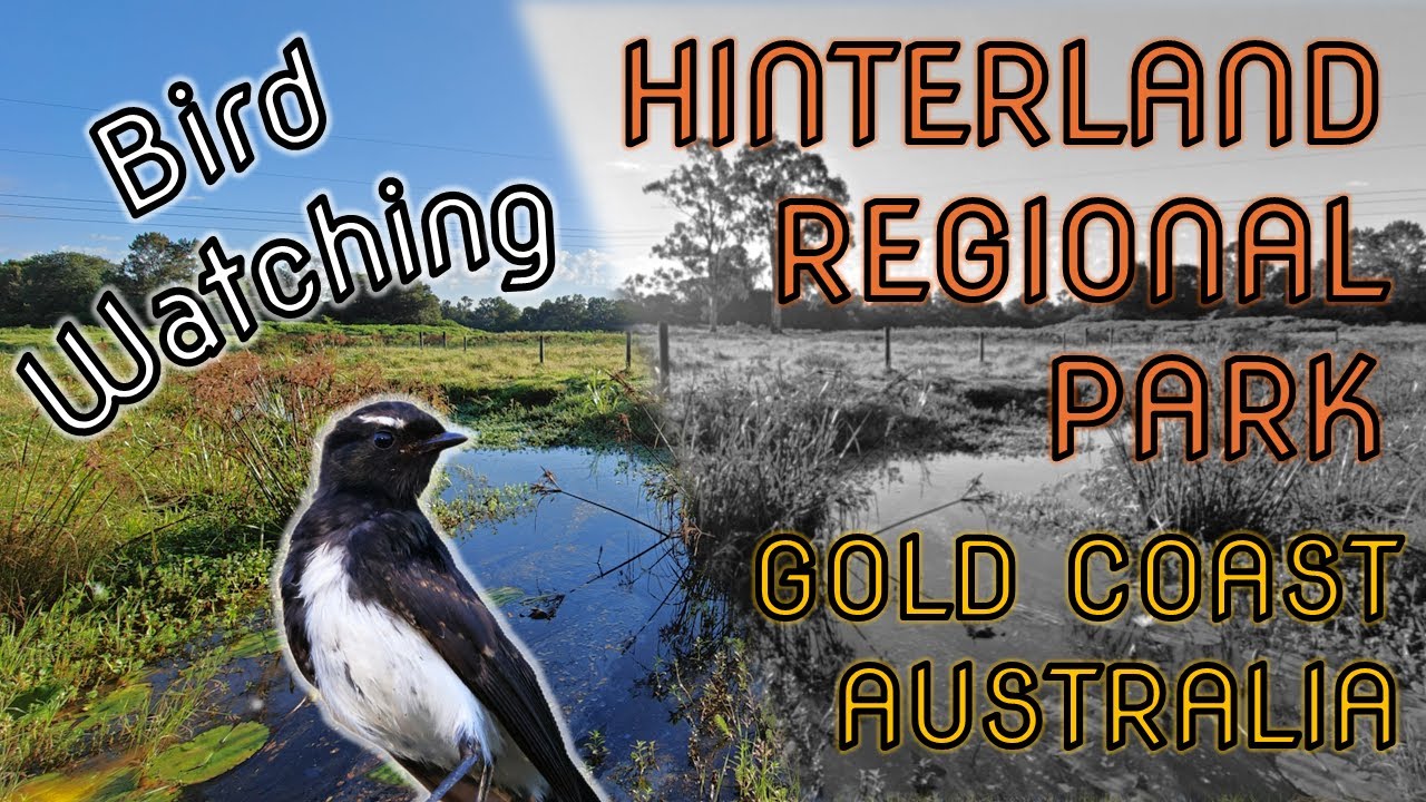 Bird Watching at Hinterland Regional Park, Gold Coast, Australia