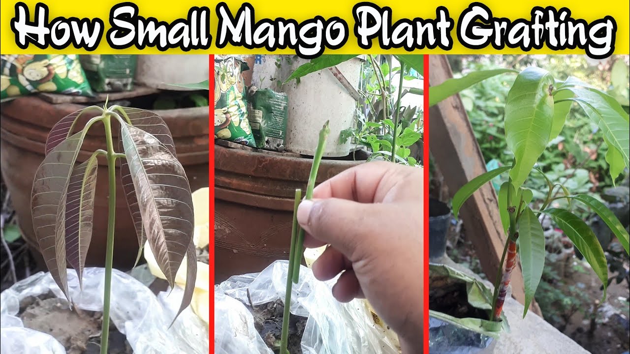 how small mango plant grafting | #mangografting || آم کی گرافٹنگ کیسے جاتی ہے۔