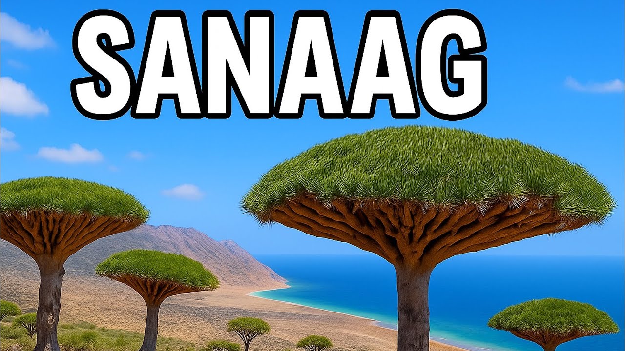 Geedka Ka baxa socotra iyo Sanaag Keliya