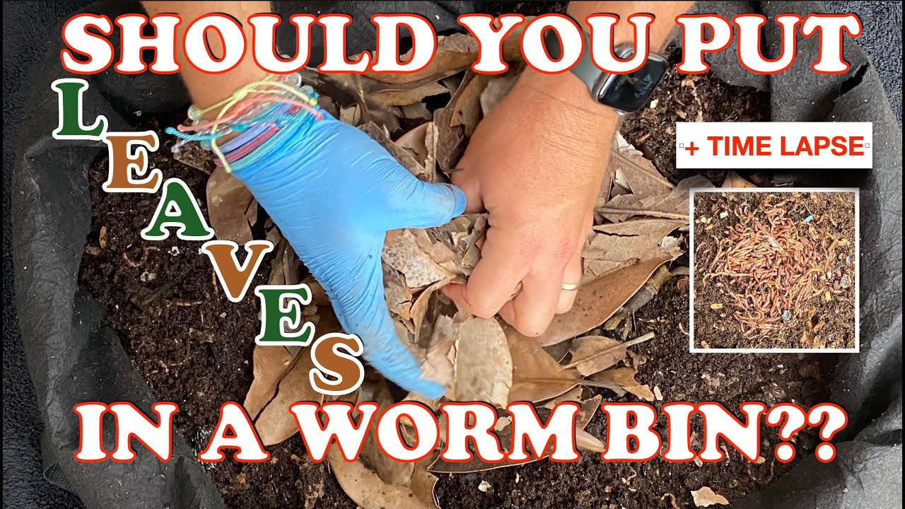 6000 Red Wigglers vs Waxy Magnolia Leaves As Bedding + Time Lapse | Vermicompost Worm Farm