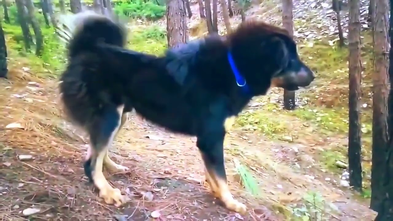 Border Coolie dog gets angry on a wolf! Then what happened?