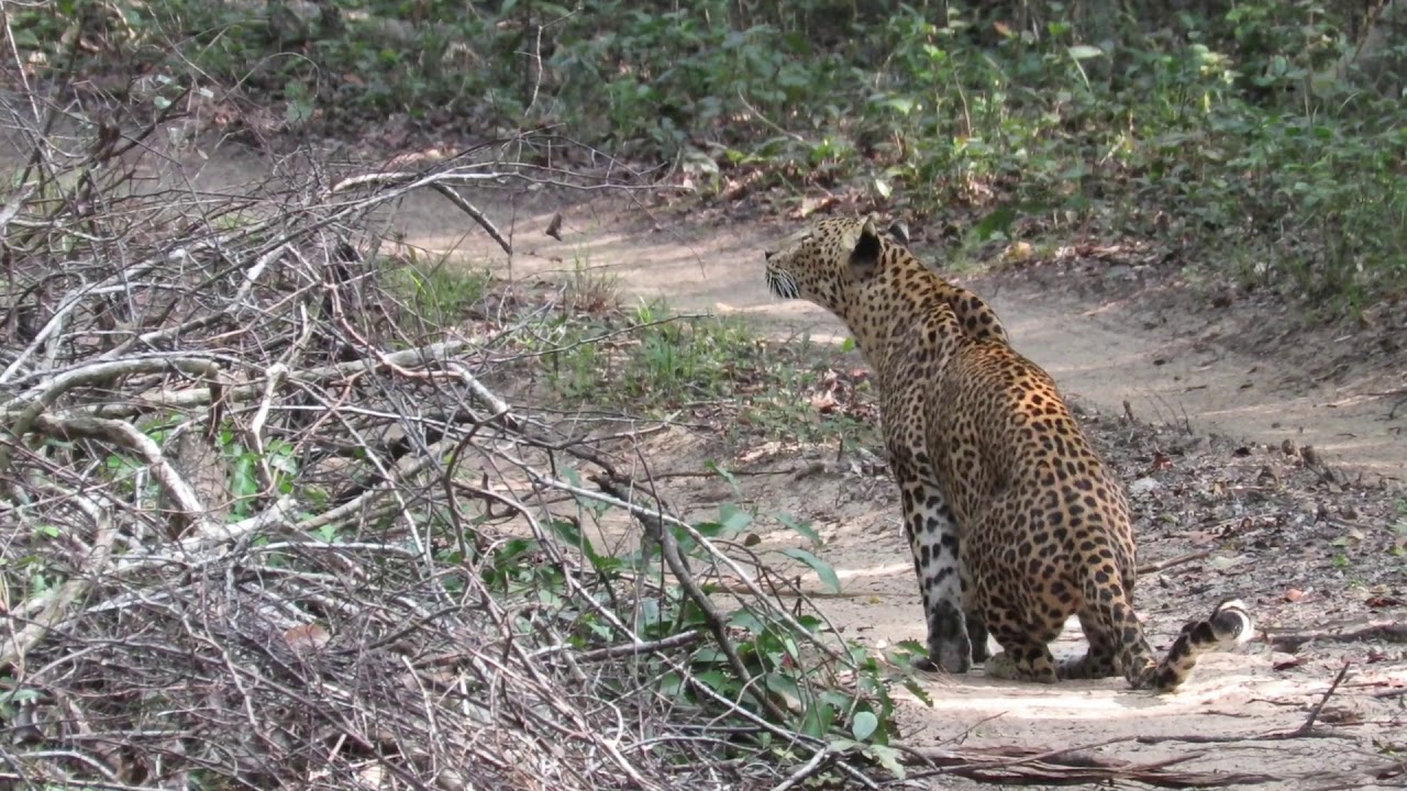 Giant squirrel - leopard interaction! P1/2 | Leopard Trails