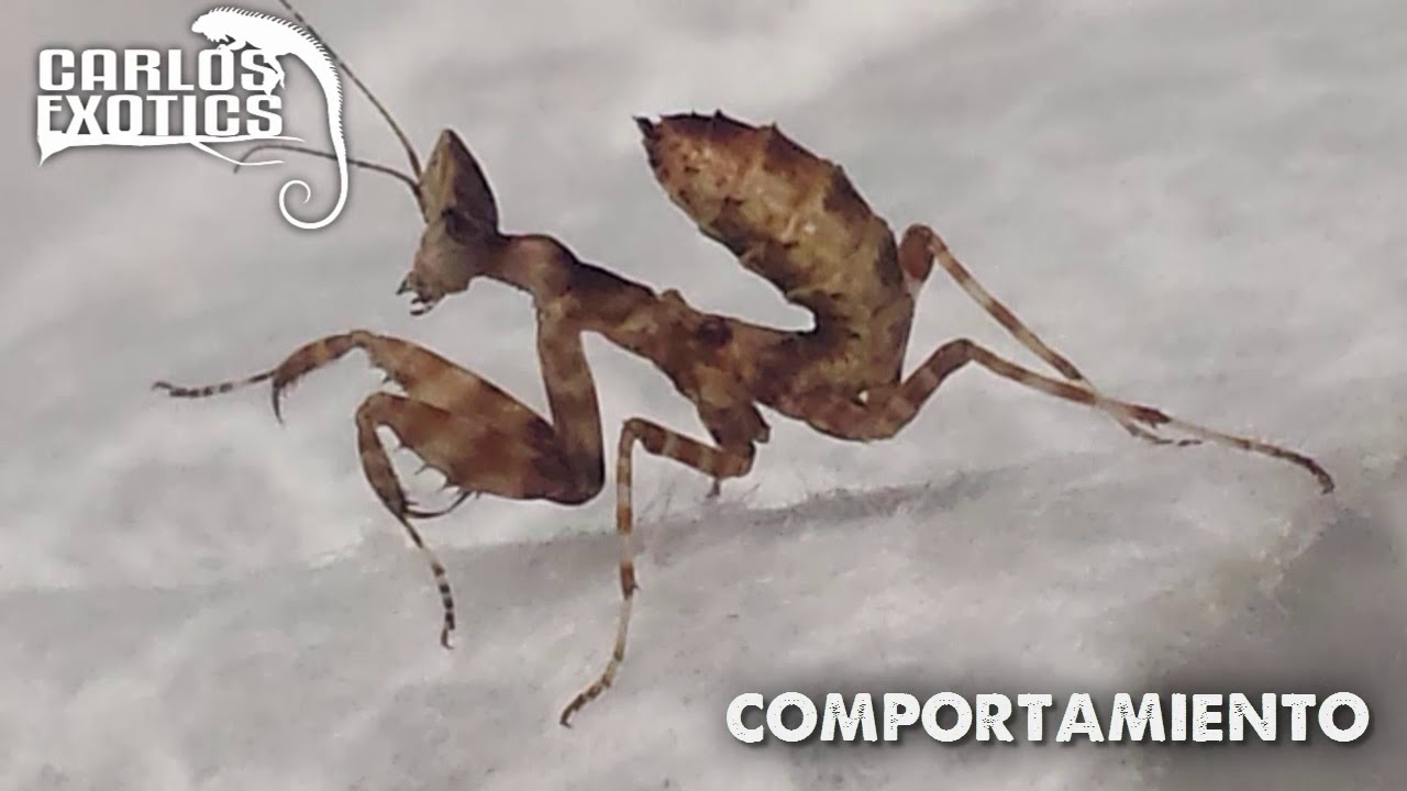 Phyllocrania Paradoxa / Mantis Fantasma | CUIDADOS E INFORMACIÓN