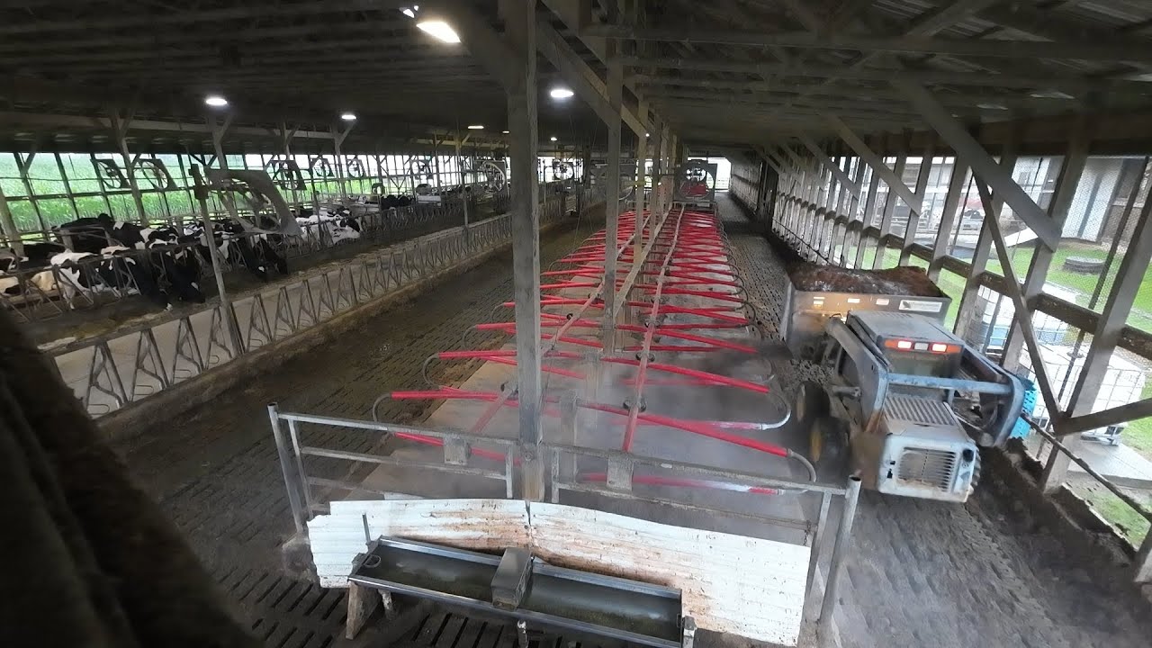 Milking Cows & Recycled Bedding Update