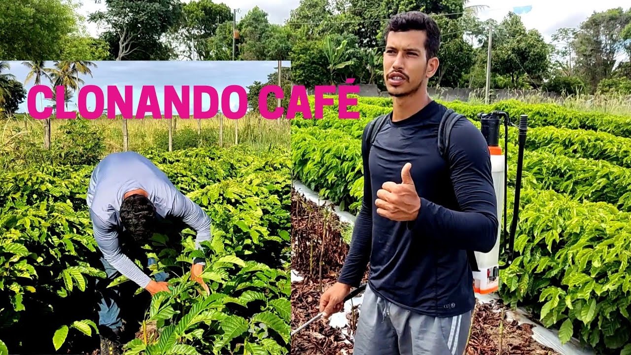 JARDIM CLONAL DE CAFÉ - ROBUSTAS AMAZÔNICOS.VIVEIRO DE MUDAS.