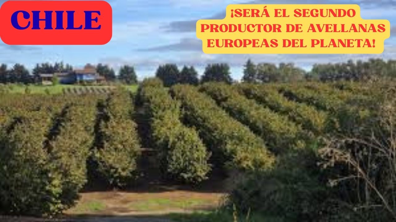 &iexcl;CHILE SER&Aacute; EL SEGUNDO PRODUCTOR DE AVELLANAS EUROPEAS DEL PLANETA!   @CyberTubeNews