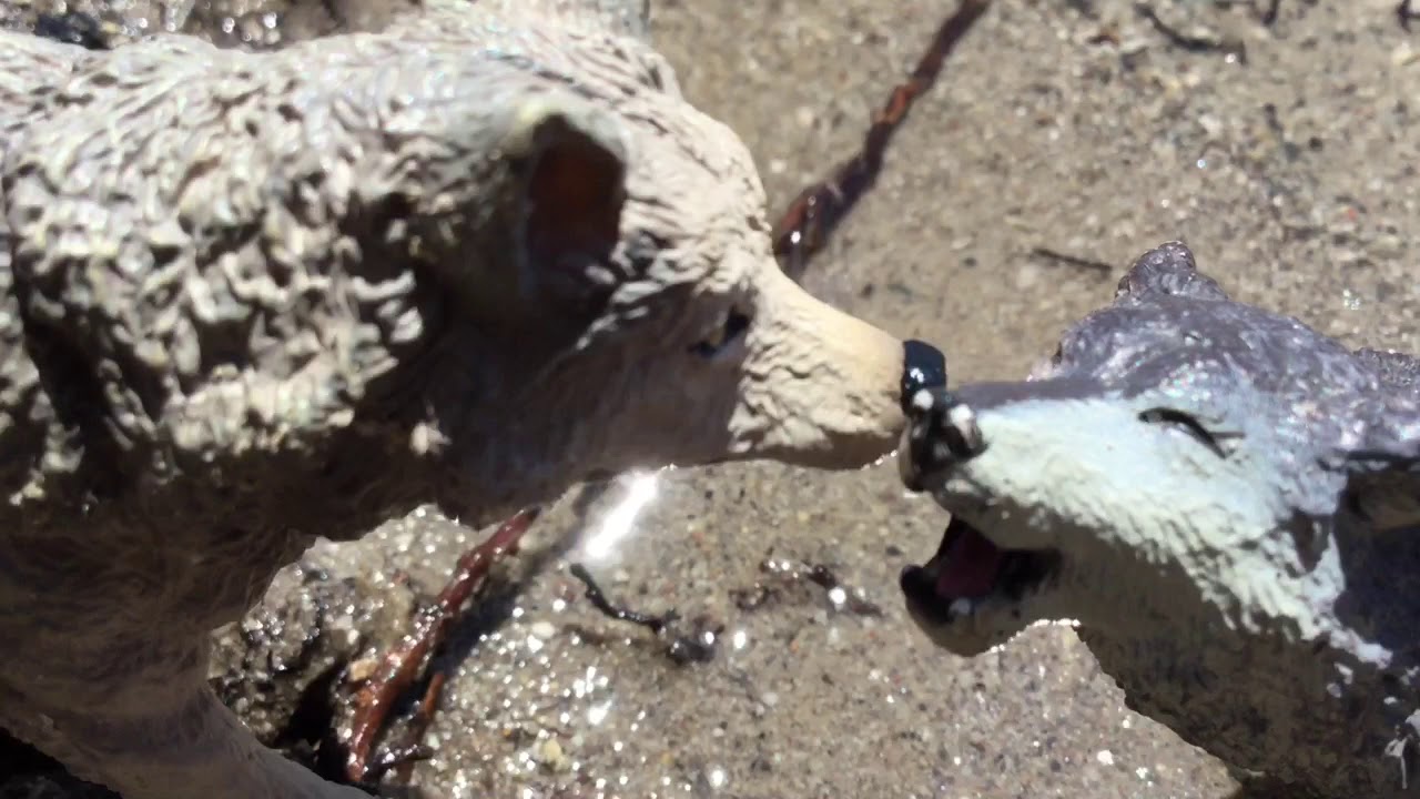 { Fighting Love } :Schleich Dog/Wolf Movie: (skit)