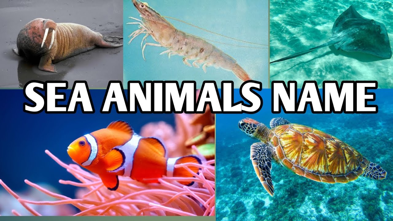 SEA ANIMALS NAME/KIDS FUN VIDEO/EDUCATIONAL VIDEO/LEARN SEA ANIMALS NAME 