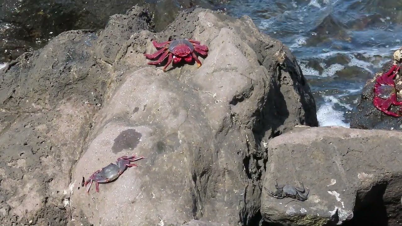 Cangrejo moro, Grapsus grapsus adscensionis