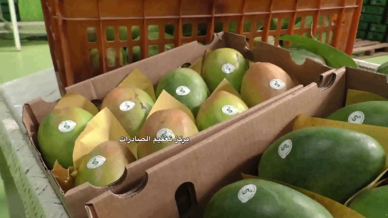 برنامج سنابل هل ترغب في تأسيس فدان مانجو صنف كيت للصادر 22 يونيو 2018م