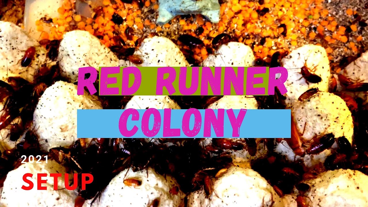 Setting up a red runner feeder colony. #redrunners #feeders