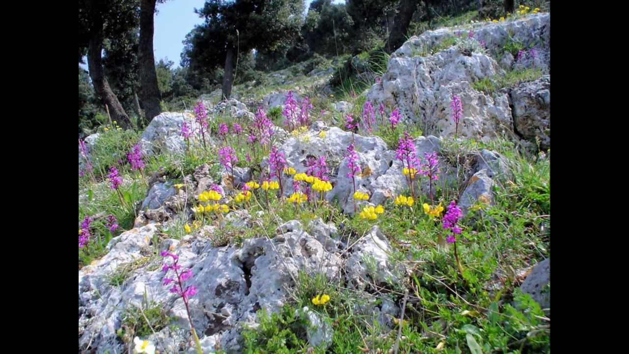 ORCHIDEE SPONTANEE DEL GARGANO