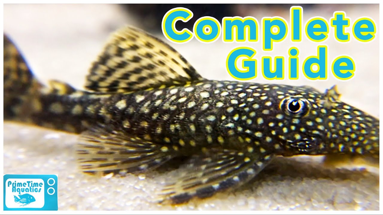 Bristlenose Pleco Care and Breeding