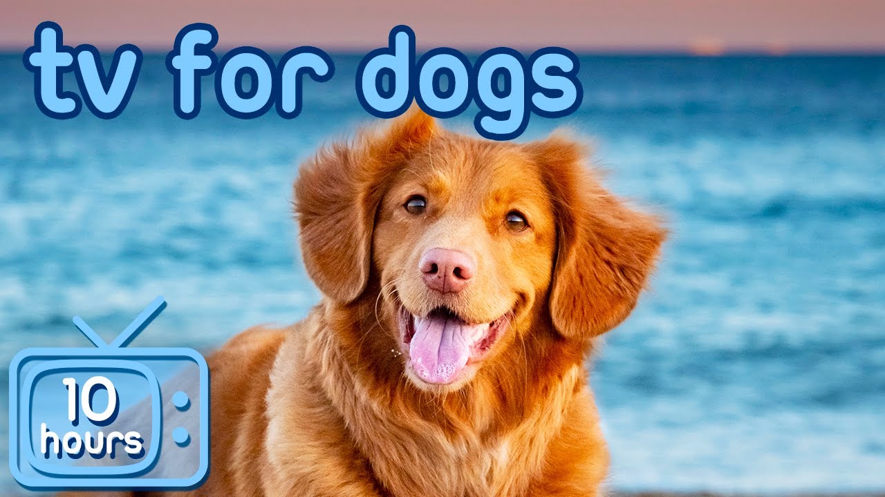 Dog TV! Adventure Videos to Prevent Separation Anxiety!