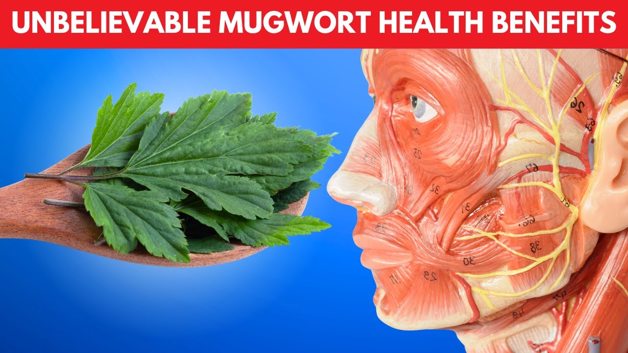 Unbelievable Mugwort Health Benefits and Side Effects