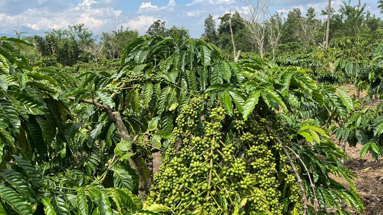 || Memahami jenis klon , krakter dan perawatanya ||