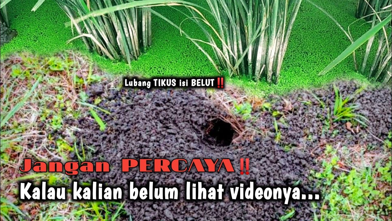 TAK BOLEH HERAN‼️CUMA DI SINI BEKAS LUBANG TIKUS DI HUNI BELUT