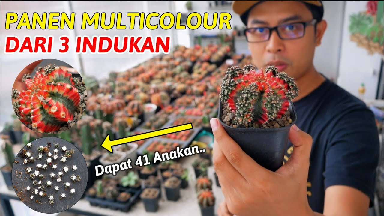 Panen Kaktus Multicolour Dari 3 Indukan