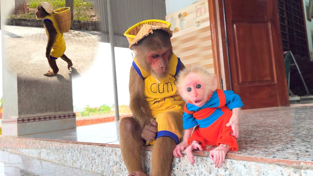 Funny Ending 😆 CUTIS Begs Baby Monkey… But Things Go Wrong