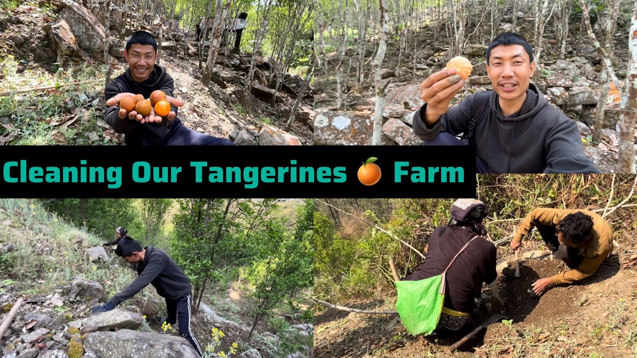 To Become A Farmer Was My Aim In Life// Finally My Dream Came True 😂 @ZarenAndBidVlogs 